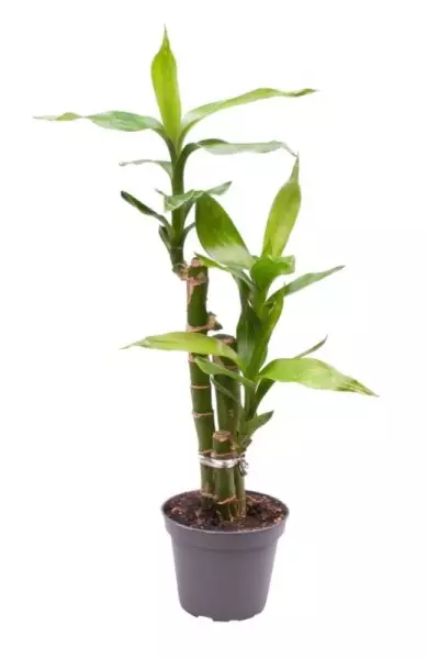 Lucky Bamboo (Dracaena sanderiana)