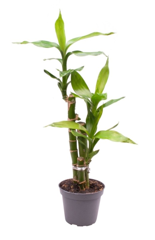 Lucky Bamboo (Dracaena sanderiana)