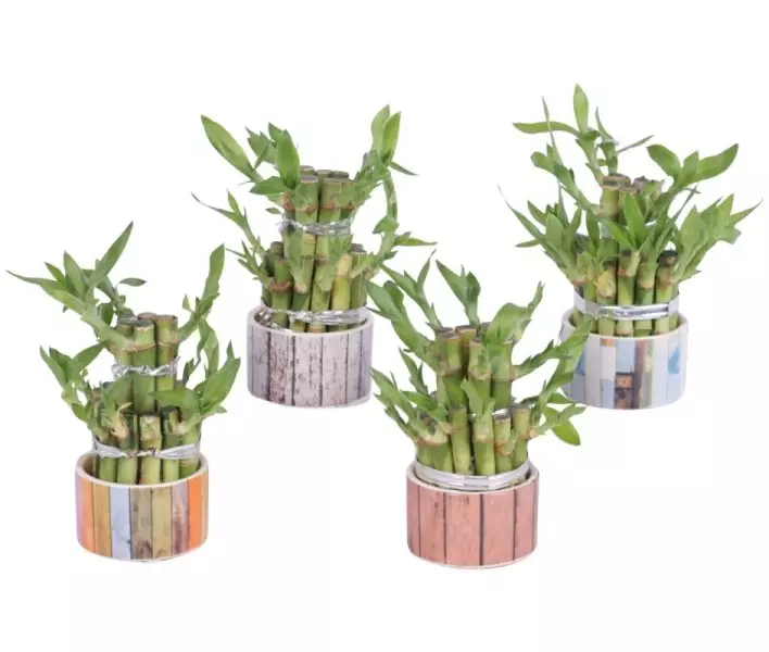 Lucky Bamboo boule à deux étages