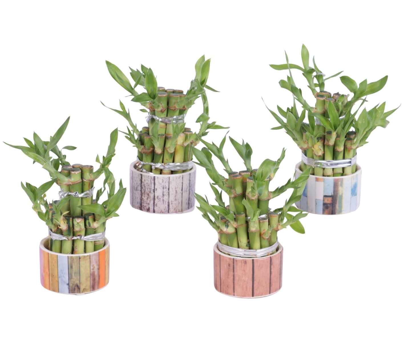 Lucky Bamboo boule à deux étages