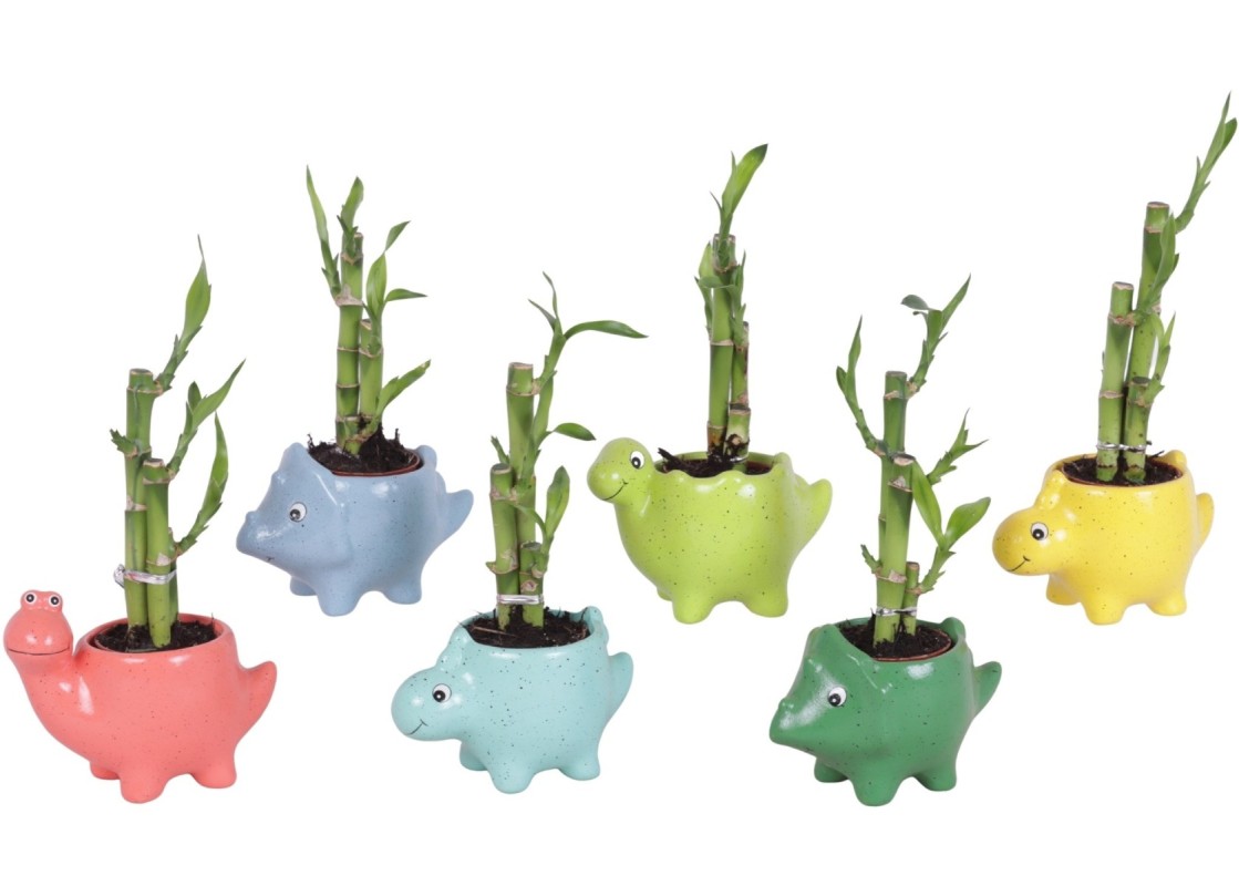 Lucky Bamboo bouquet de tiges en pot céramique Dinosaure