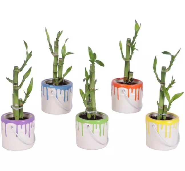 Lucky Bamboo bouquet de tiges en pot céramique Pot de peinture