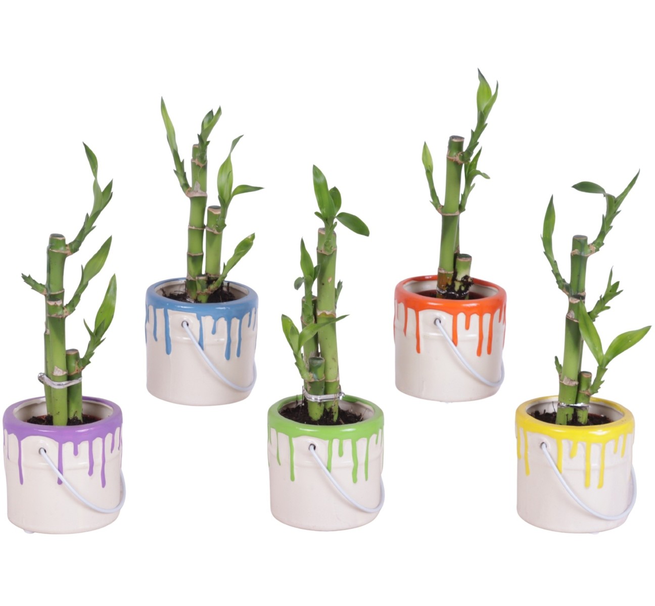 Lucky Bamboo bouquet de tiges en pot céramique Pot de peinture