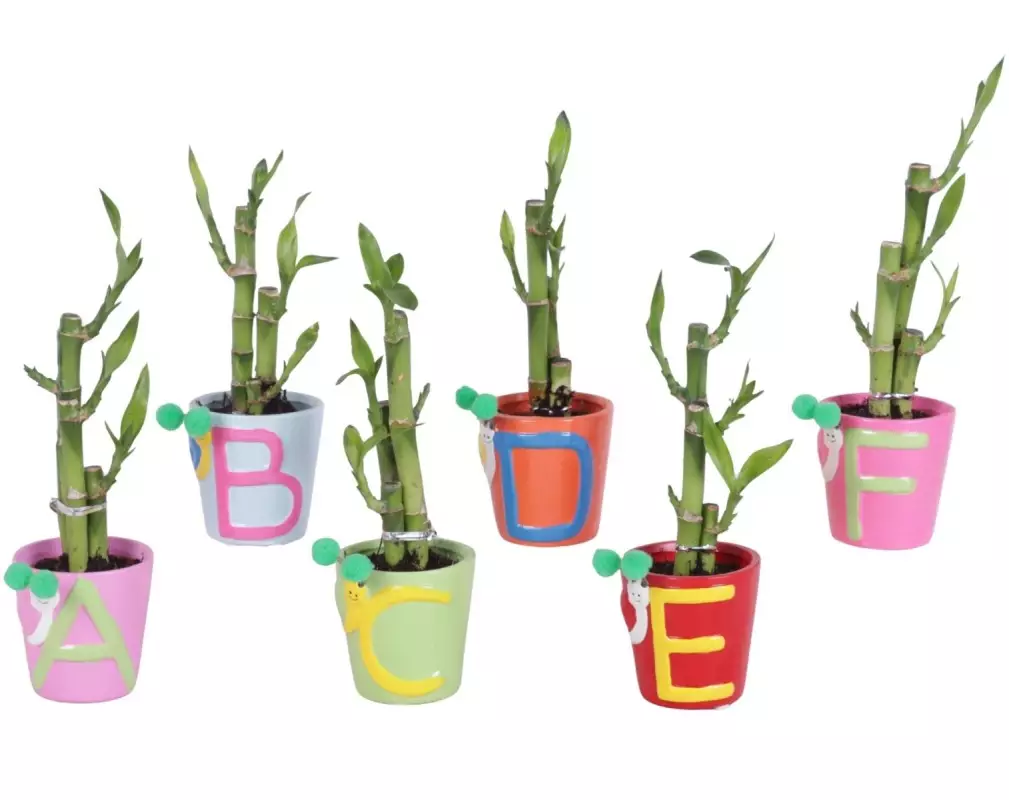 Lucky Bamboo bouquet de tiges en pot céramique ABC