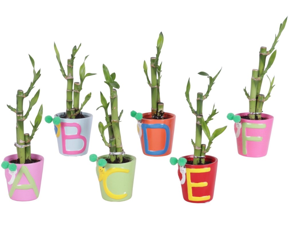 Lucky Bamboo bouquet de tiges en pot céramique ABC
