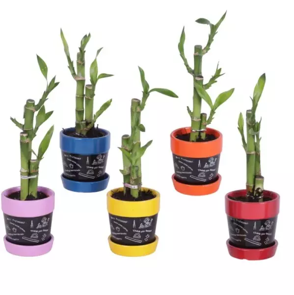 Lucky Bamboo bouquet de tiges en pot céramique Ardoise