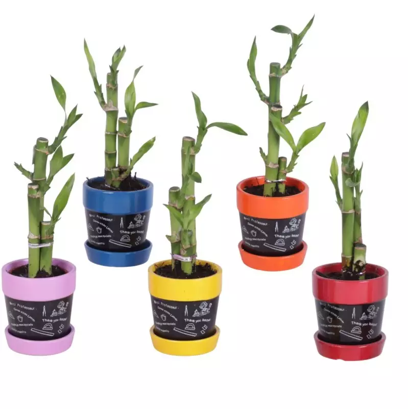 Lucky Bamboo bouquet de tiges en pot céramique Ardoise