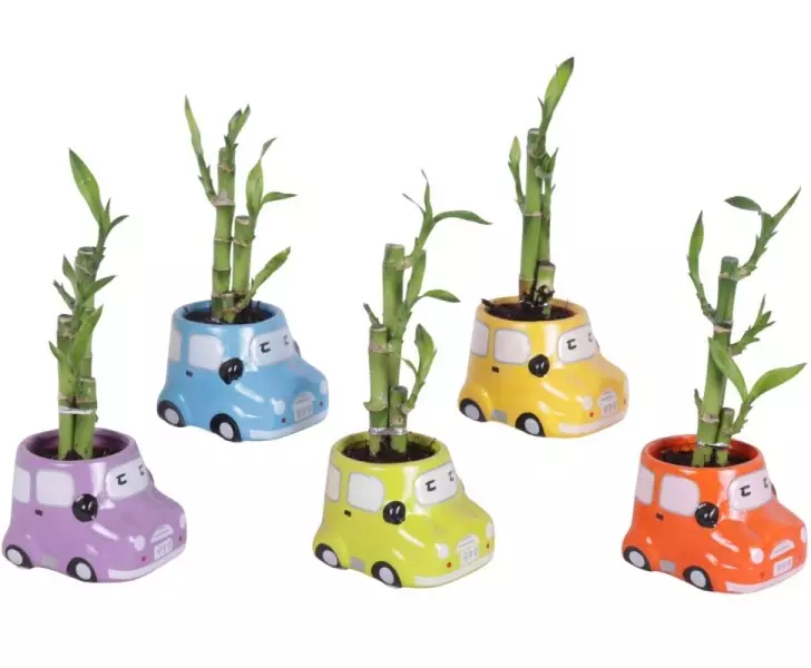 Lucky Bamboo bouquet de tiges en pot céramique Voiture