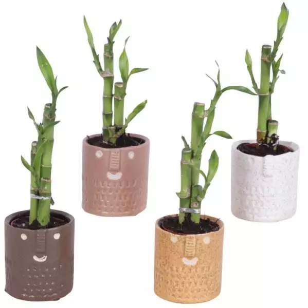 Lucky Bamboo bouquet de tiges en pot céramique Zamora