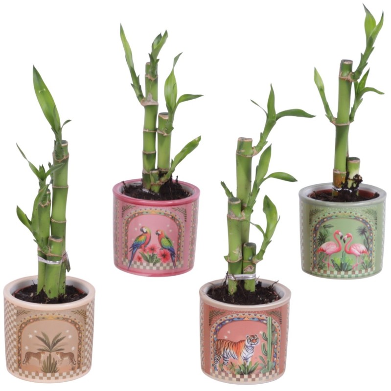 Lucky Bamboo bouquet de tiges en pot céramique Animaux exotiques