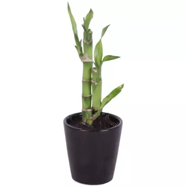 Lucky Bamboo bouquet de tiges en pot céramique noir