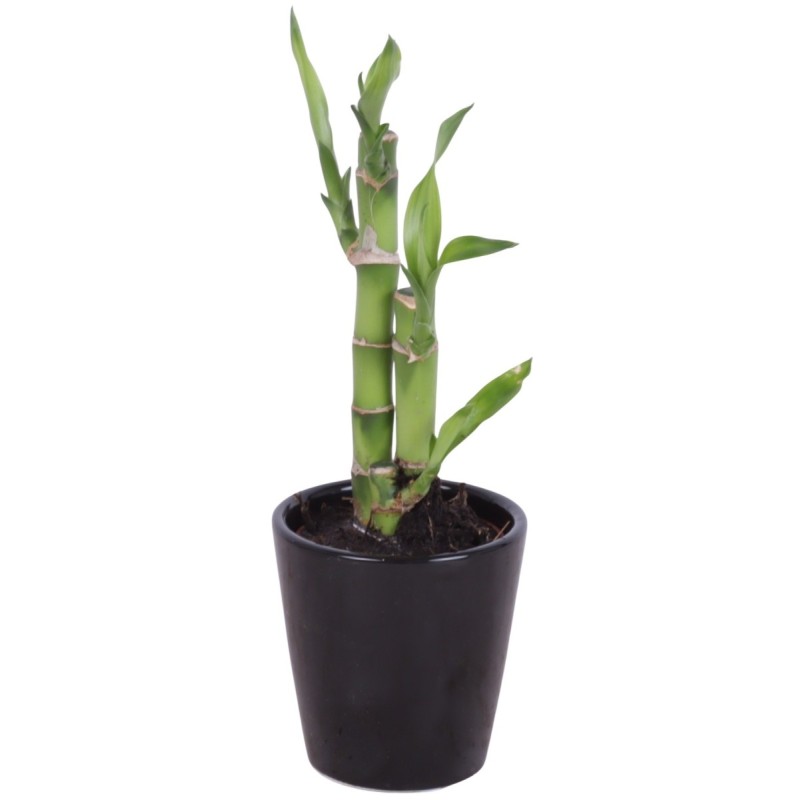 Lucky Bamboo bouquet de tiges en pot céramique noir