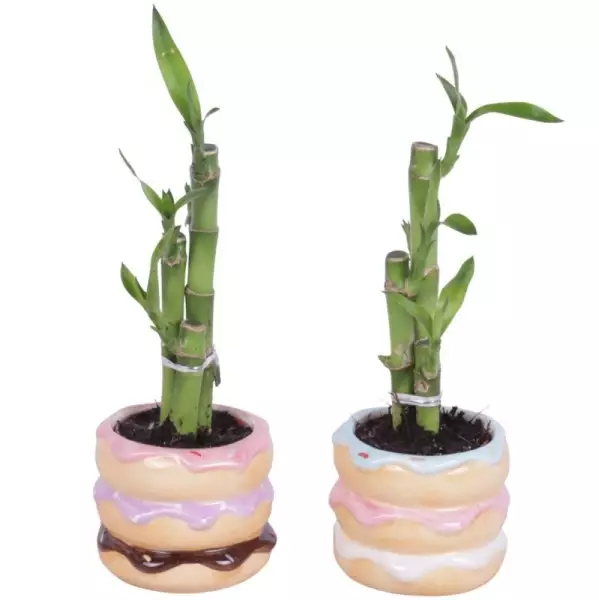Lucky Bamboo bouquet de tiges en pot céramique Happy Donut