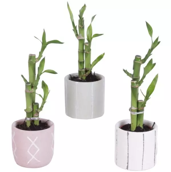 Lucky Bamboo bouquet de tiges en pot céramique Tuvalu