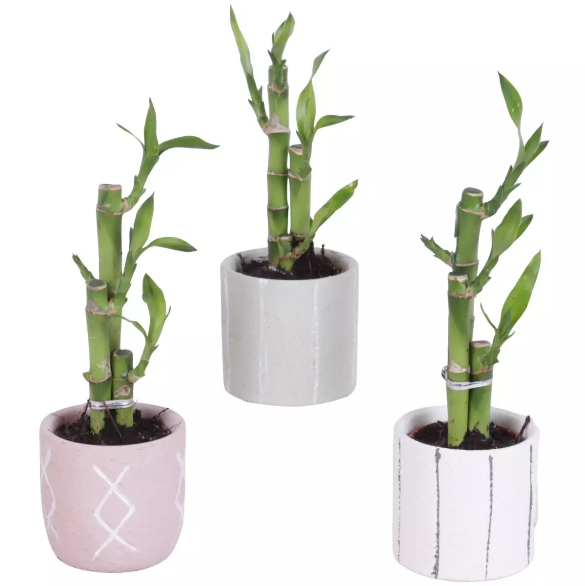 Lucky Bamboo bouquet de tiges en pot céramique Tuvalu