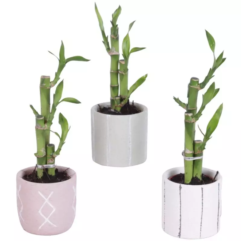 Lucky Bamboo bouquet de tiges en pot céramique Tuvalu