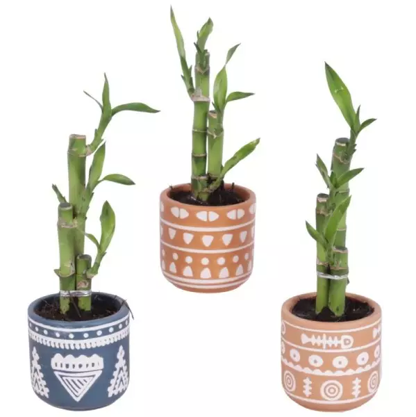 Lucky Bamboo bouquet de tiges en pot céramique Vanuata