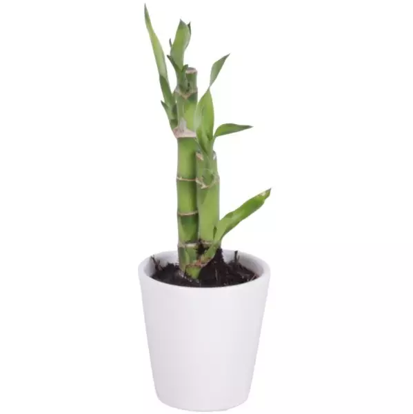 Lucky Bamboo bouquet de tiges en pot céramique blanc