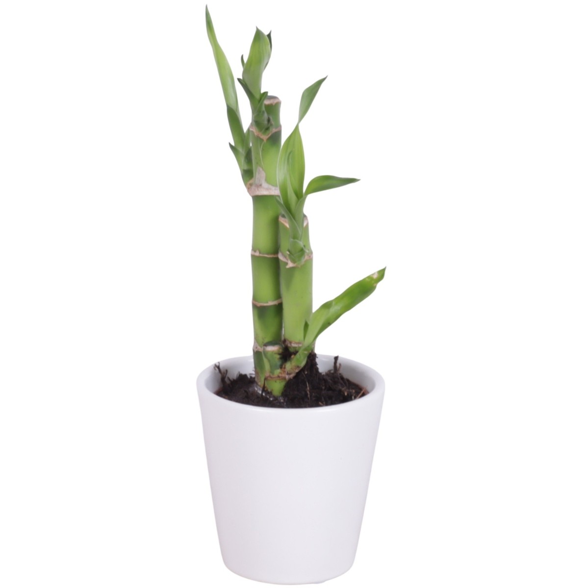 Lucky Bamboo bouquet de tiges en pot céramique blanc
