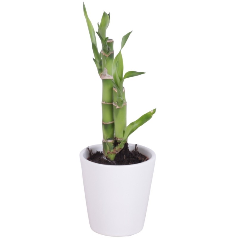 Lucky Bamboo bouquet de tiges en pot céramique blanc