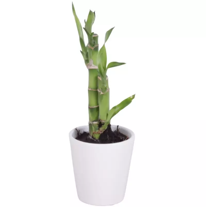 Lucky Bamboo bouquet de tiges en pot céramique blanc