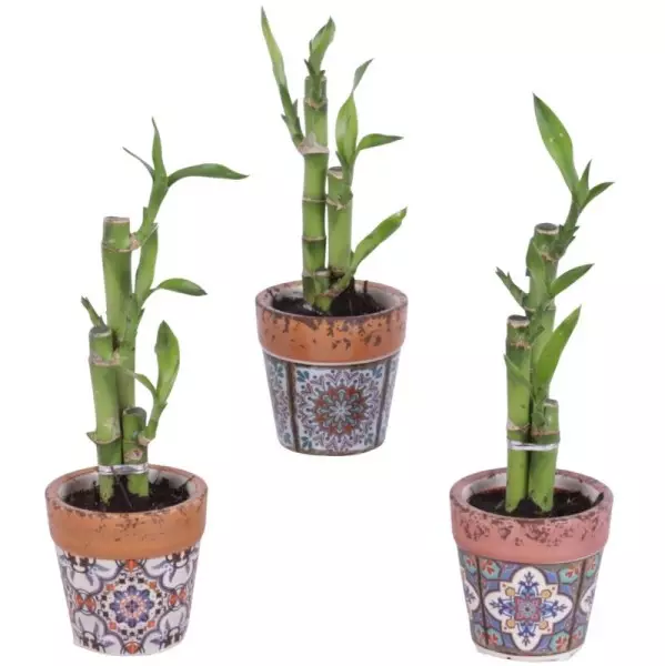 Lucky Bamboo bouquet de tiges en pot céramique Mosaïque