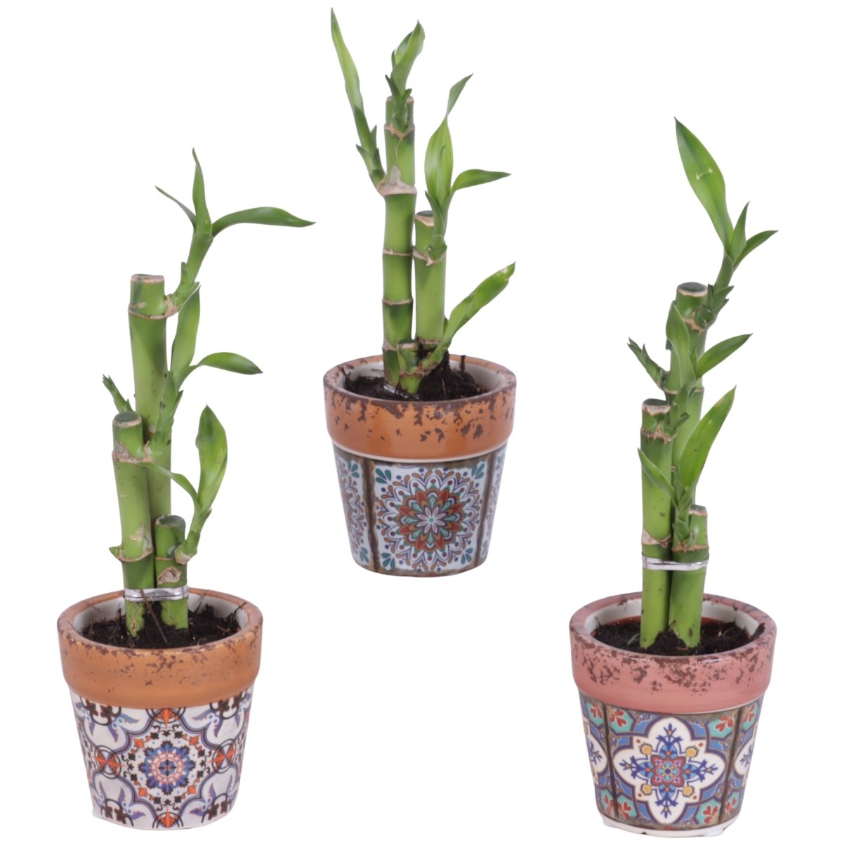 Lucky Bamboo bouquet de tiges en pot céramique Mosaïque