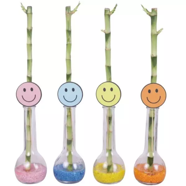 Lucky Bamboo tige droite en bouteille de verre