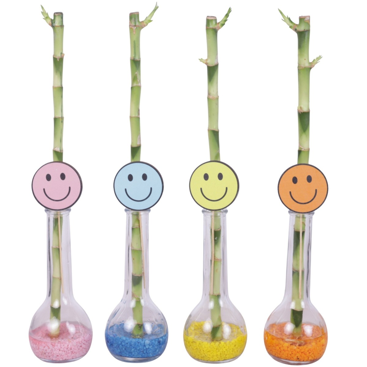 Lucky Bamboo tige droite en bouteille de verre