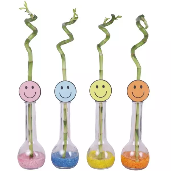 Lucky Bamboo tige spiralée en bouteille de verre – H 40 cm