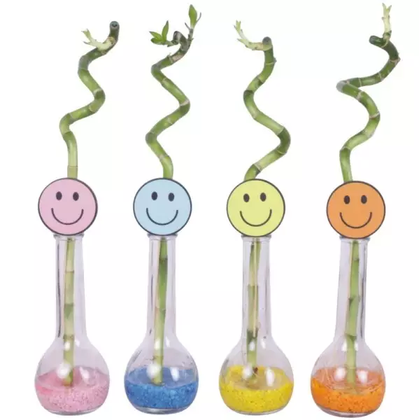 Lucky Bamboo tige spiralée en bouteille de verre – H 35 cm