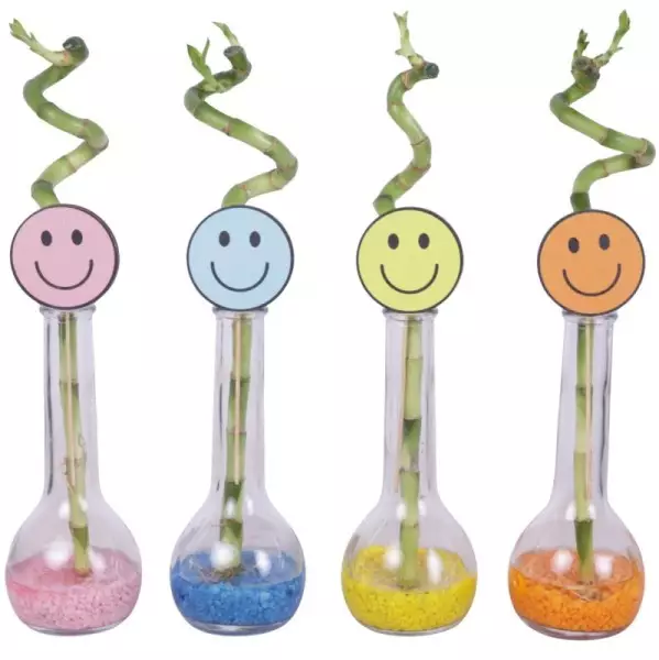Lucky Bamboo tige spiralée en bouteille de verre – H 30 cm