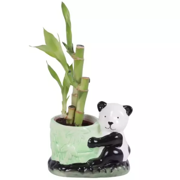 Lucky Bamboo bouquet de tiges en pot céramique Panda