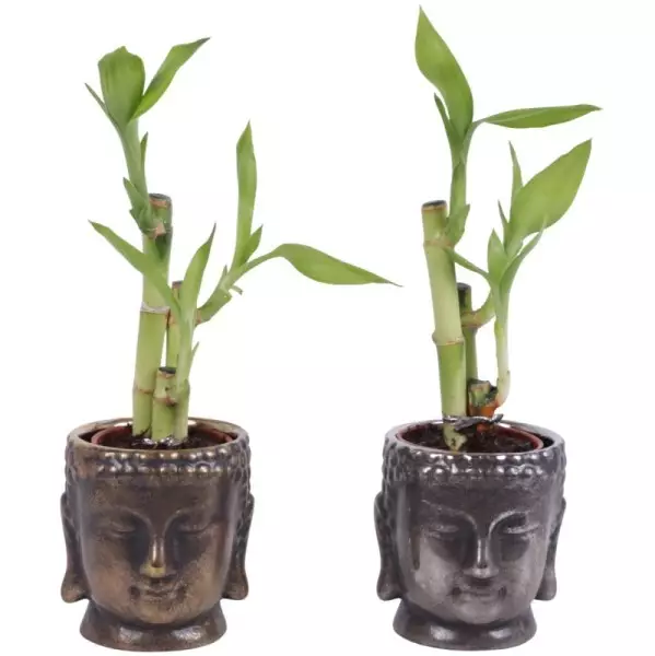 Lucky Bamboo bouquet de tiges en pot céramique Bouddha doré ou argenté