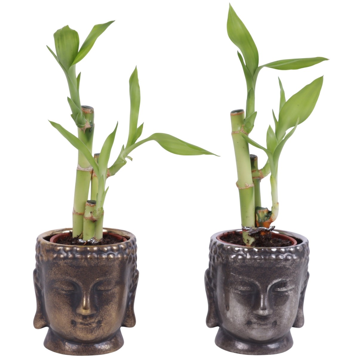Lucky Bamboo bouquet de tiges en pot céramique Bouddha doré ou argenté