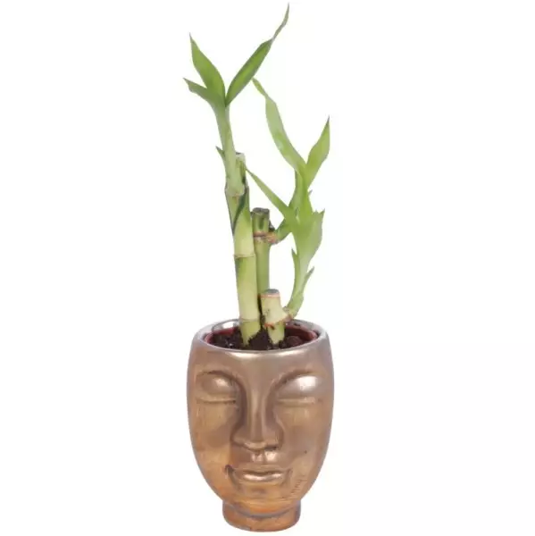Lucky Bamboo bouquet de tiges en pot céramique visage doré