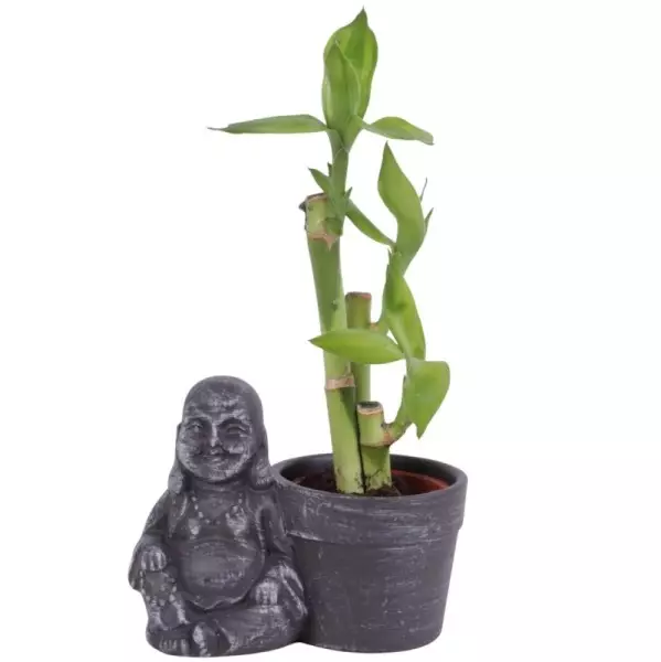 Lucky Bamboo bouquet de tiges en pot céramique Bouddha assis
