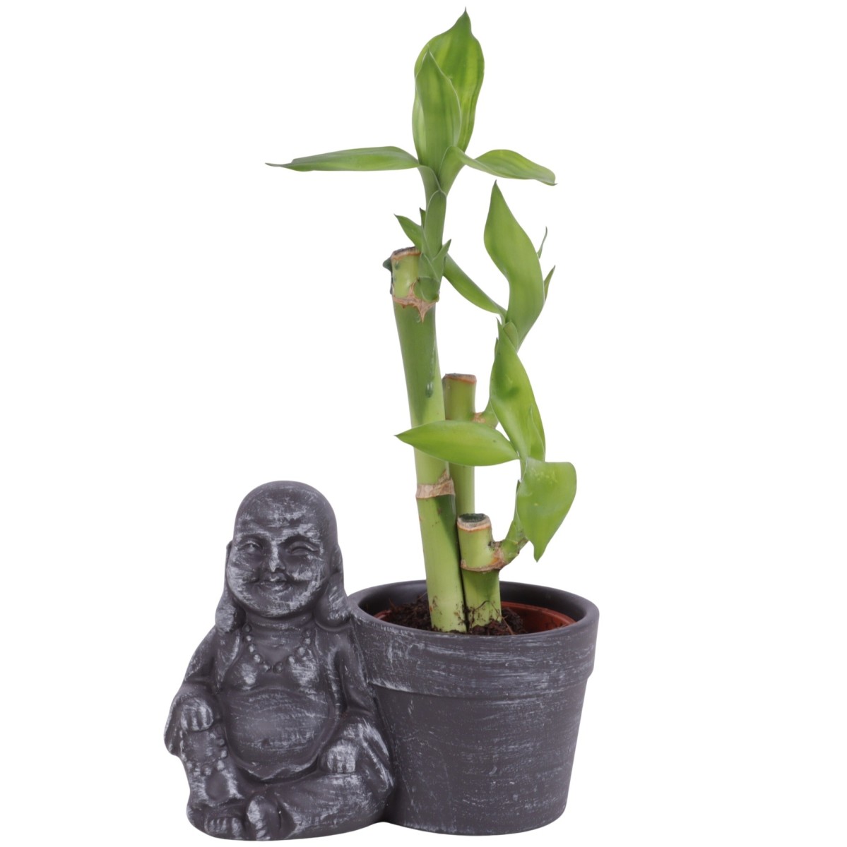 Lucky Bamboo bouquet de tiges en pot céramique Bouddha assis