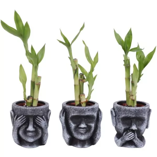 Lucky Bamboo bouquet de tiges en pot céramique