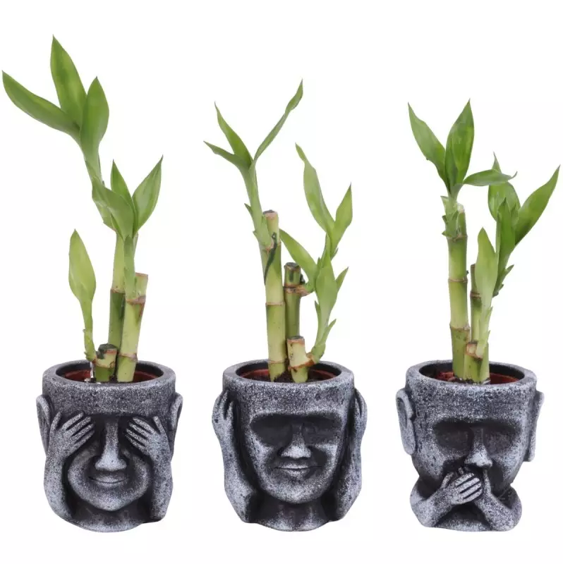 Lucky Bamboo bouquet de tiges en pot céramique