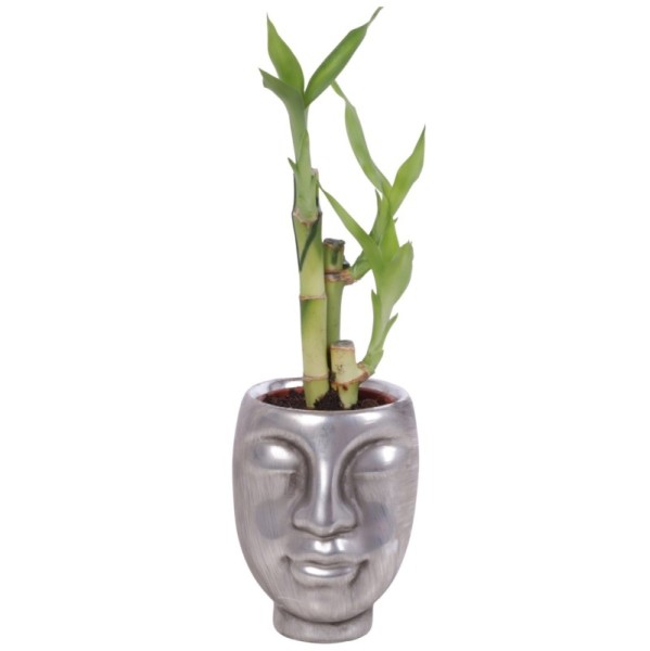 Lucky Bamboo bouquet de tiges en pot céramique visage argenté