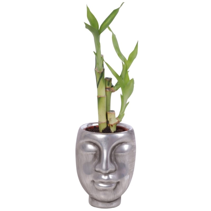 Lucky Bamboo bouquet de tiges en pot céramique visage argenté
