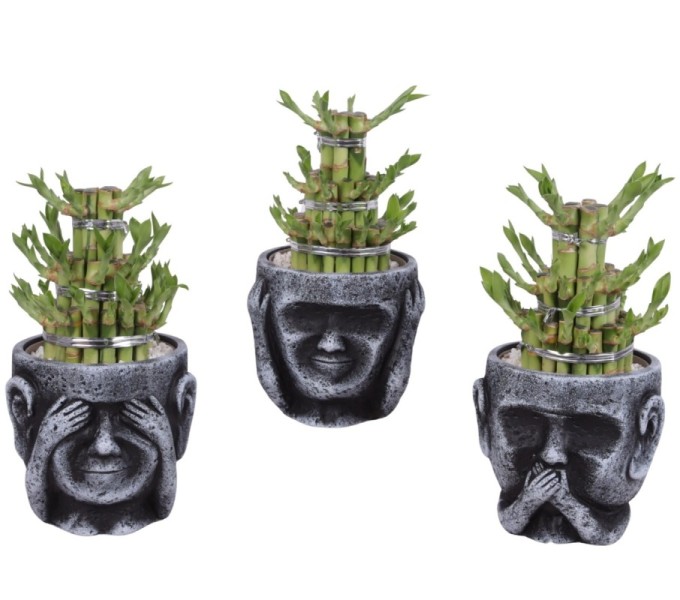 Lucky Bamboo boule à trois étages