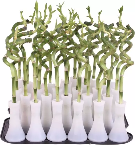 Lucky Bamboo tige spiralée en vase tube blanc – H 30 cm