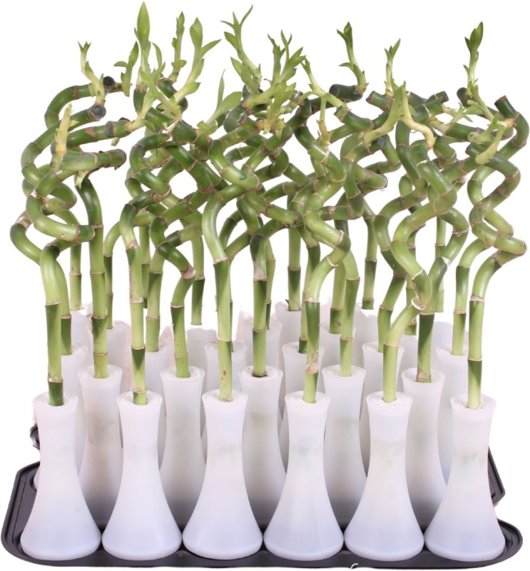 Lucky Bamboo tige spiralée en vase tube blanc – H 30 cm
