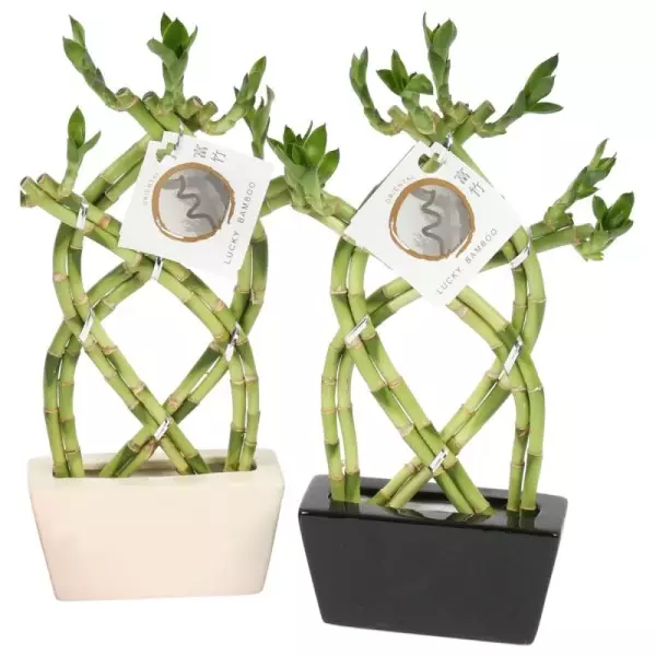 Lucky Bamboo tressé en forme de 8 en pot céramique noir et blanc
