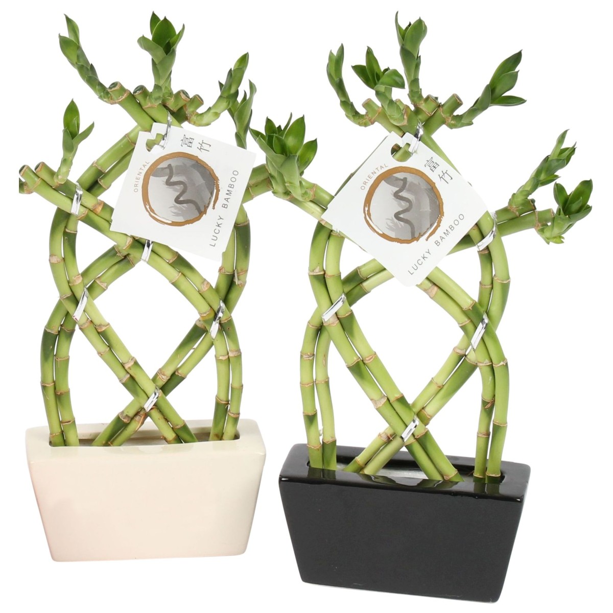 Lucky Bamboo tressé en forme de 8 en pot céramique noir et blanc