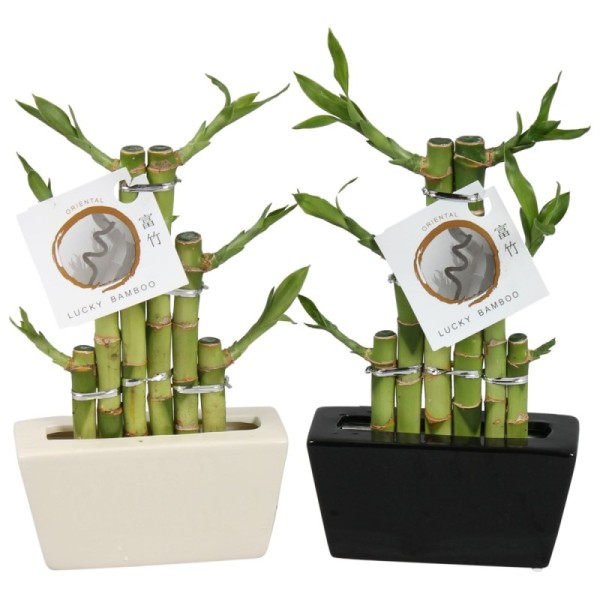 Lucky Bamboo en escalier