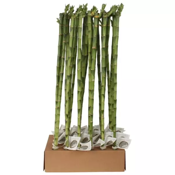 Lucky Bamboo tige droite à l'unité – H 70 cm