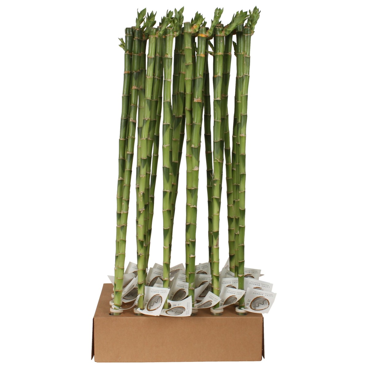Lucky Bamboo tige droite à l'unité – H 70 cm
